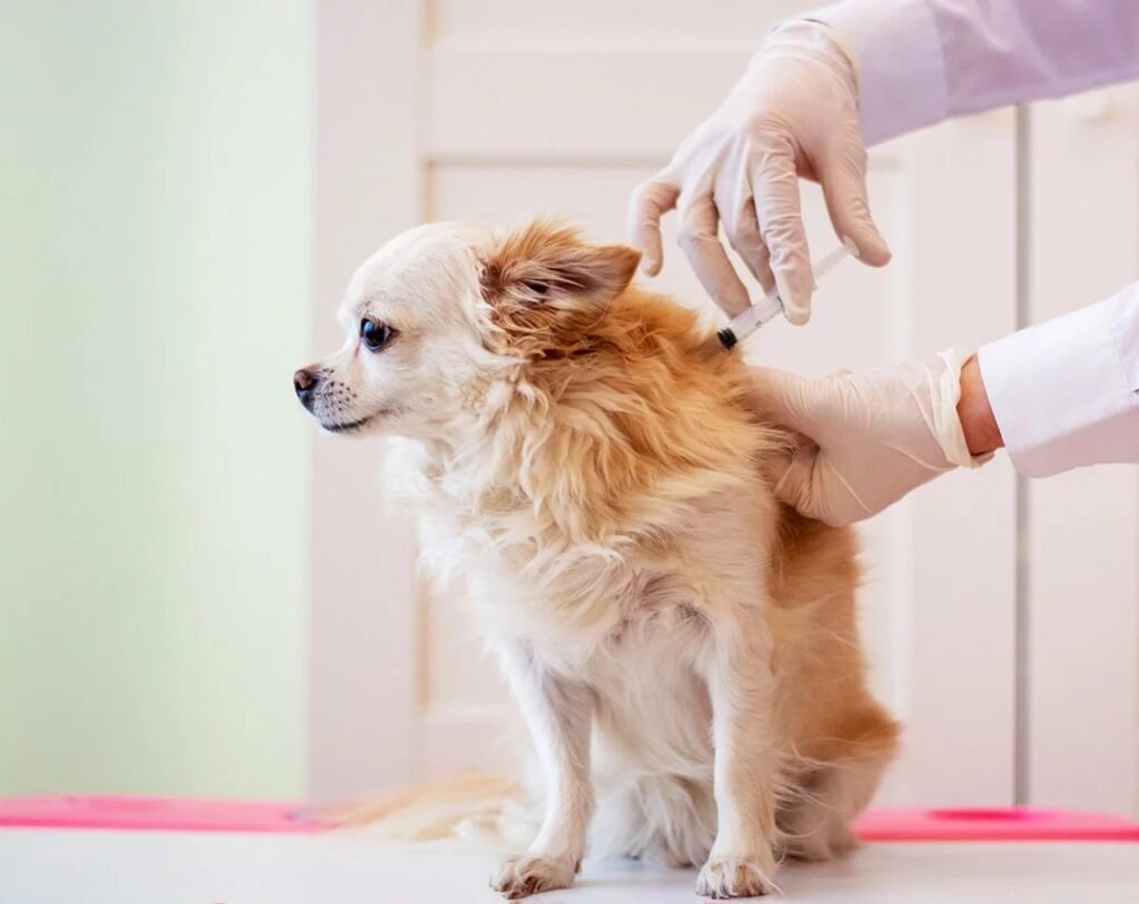 First-Year Puppy Vaccinations