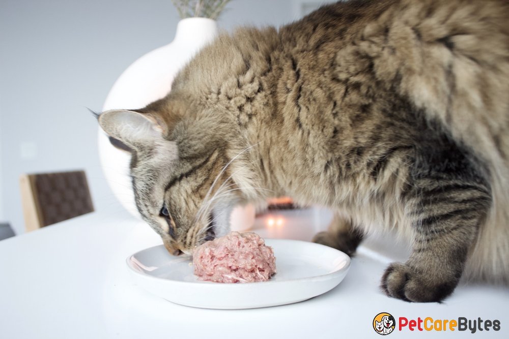 Nutrition for Cats