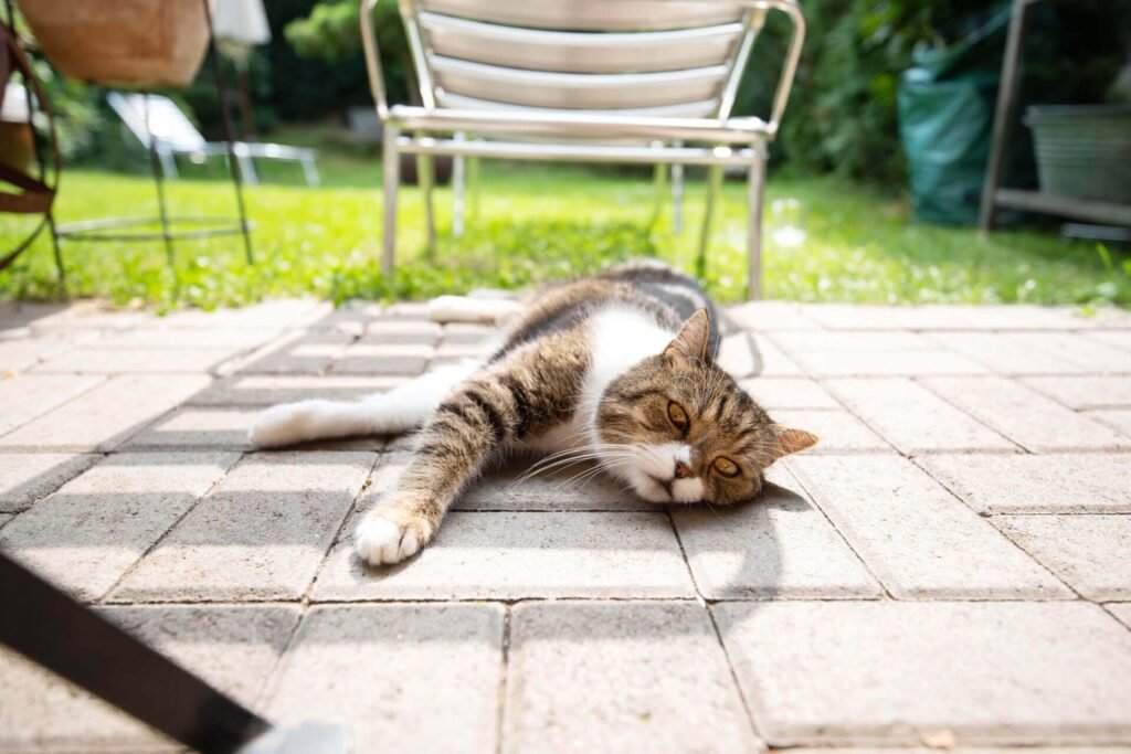 Cat Health Insurance