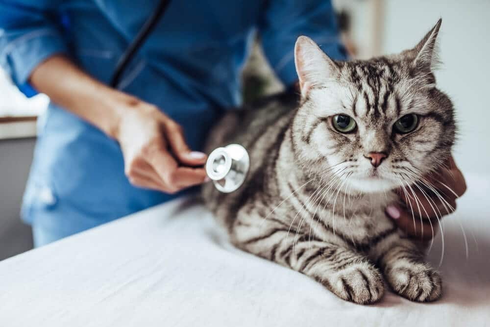 Cat Illnesses & Symptoms
