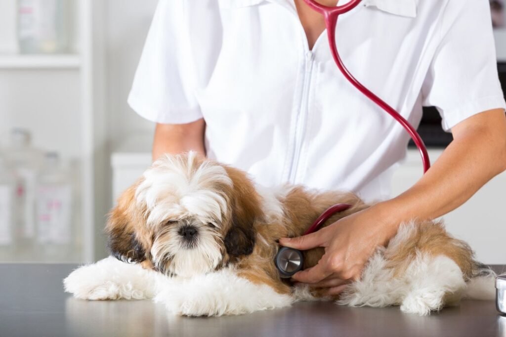 Health Checks for Dogs