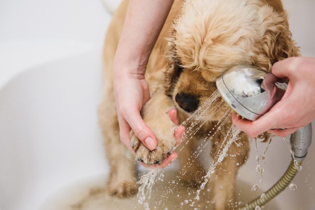The Role of Grooming in Pet Care