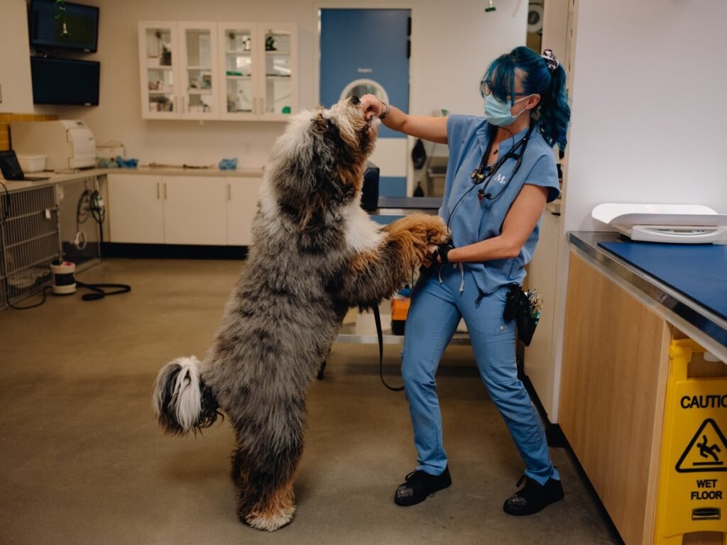 Best Pet Hospitals in Australia 
