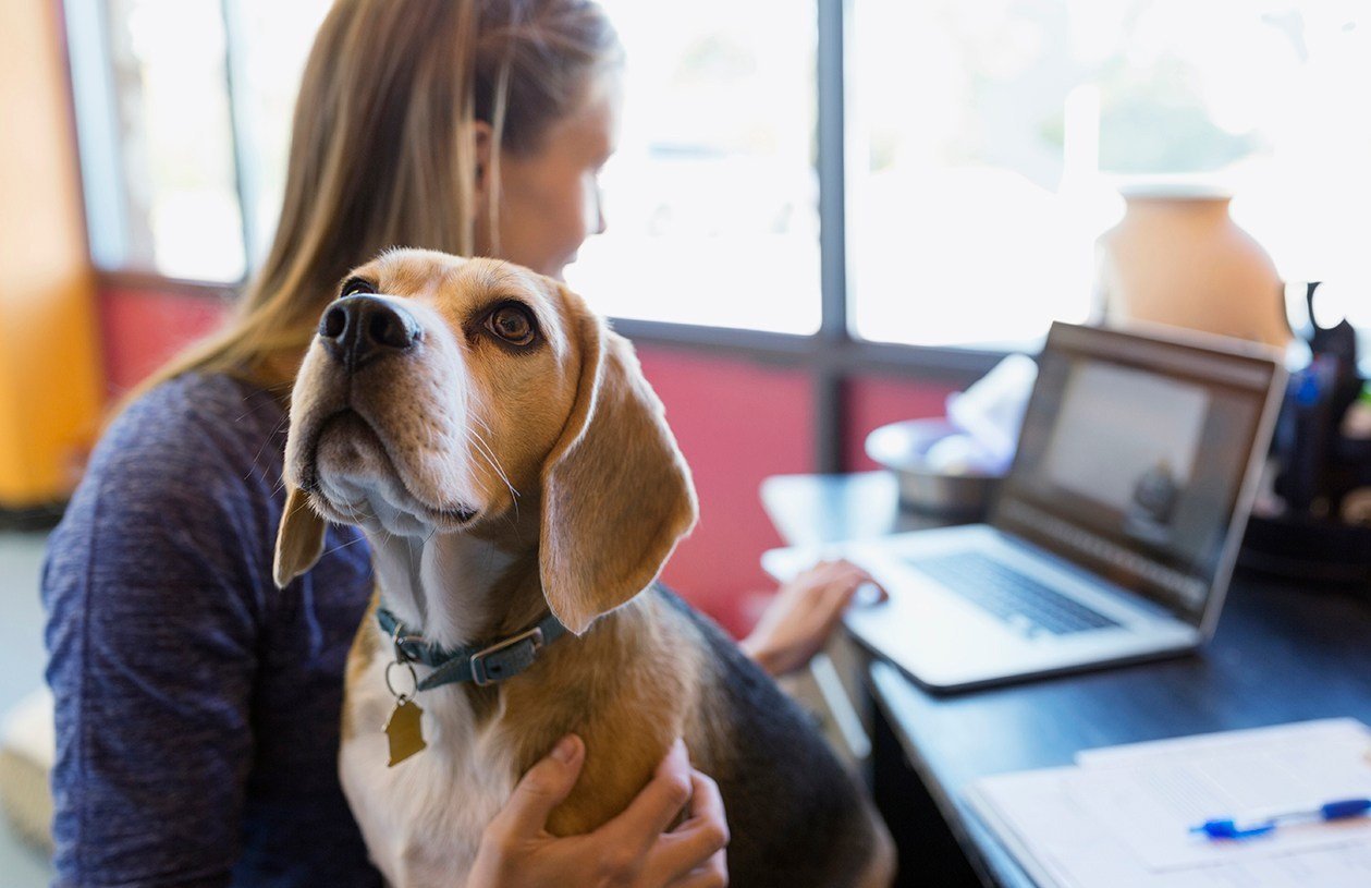 separation anxiety in dogs