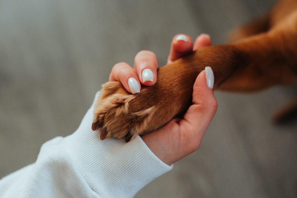 The Impact of Pet Therapy