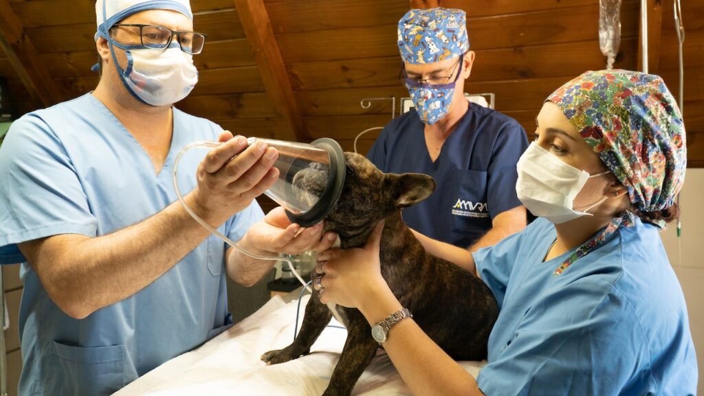 The Importance of Regular Veterinary Checkups