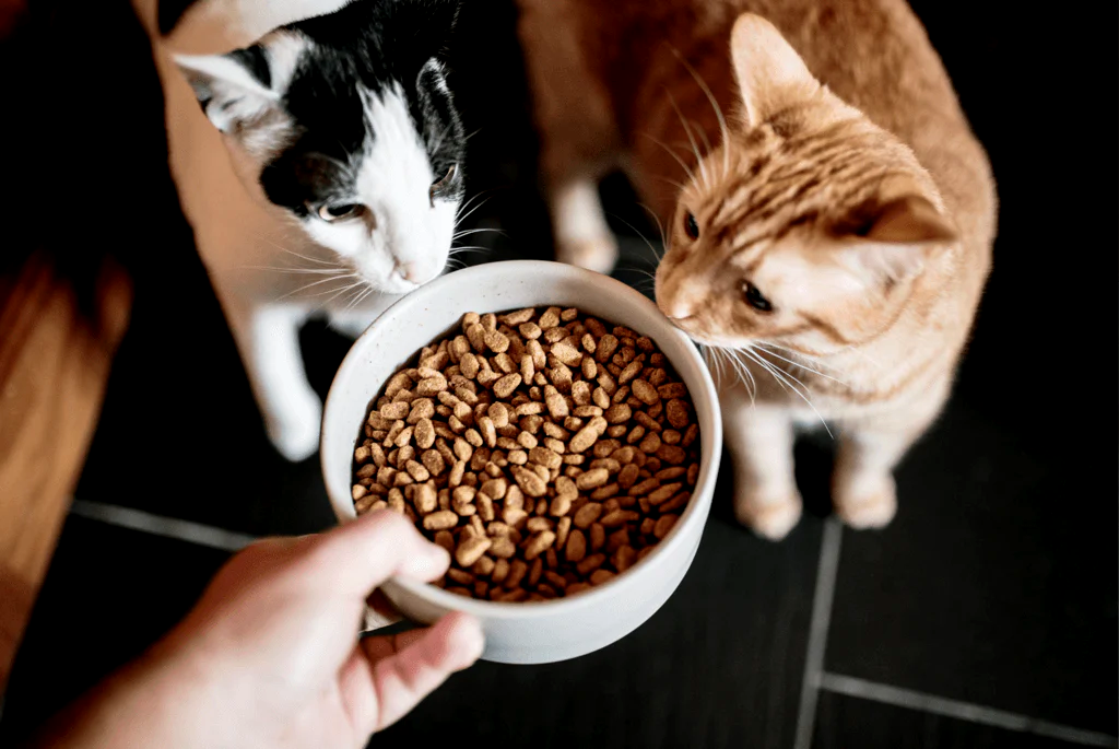 How to Avoid Common Cat Nutrition Mistakes in 2023