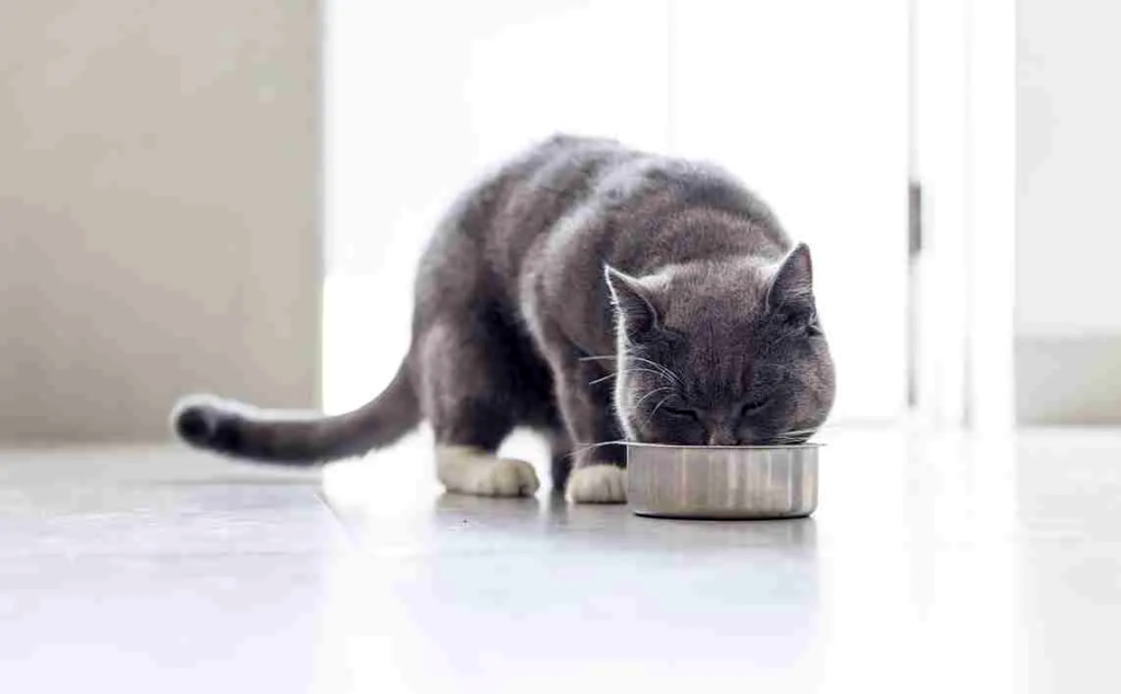 How to Avoid Common Cat Nutrition Mistakes in 2023