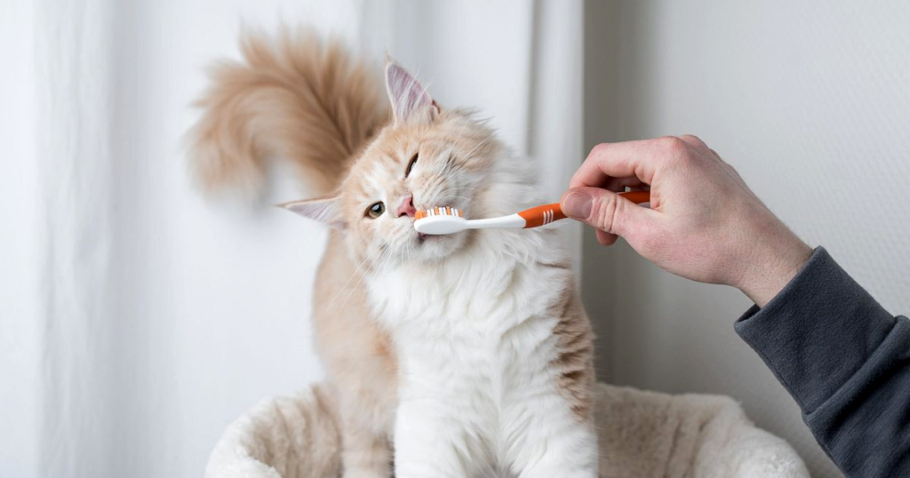 The Ultimate Cat Nutrition Guide: Everything You Need to Know