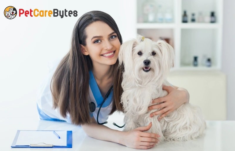 The Role of Pet Insurance: Providing Financial Security for Pet Health Care