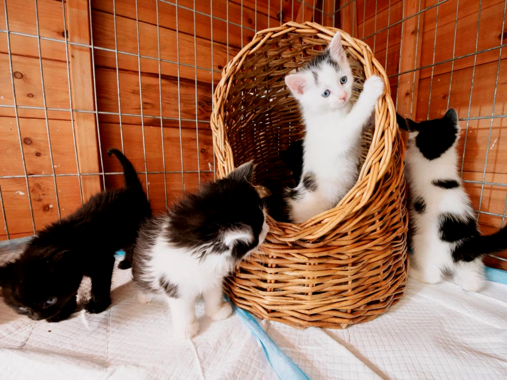 How to Help Abandoned Kittens Through Rescue