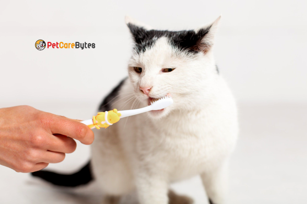 The Importance of Dental Care for Pets
