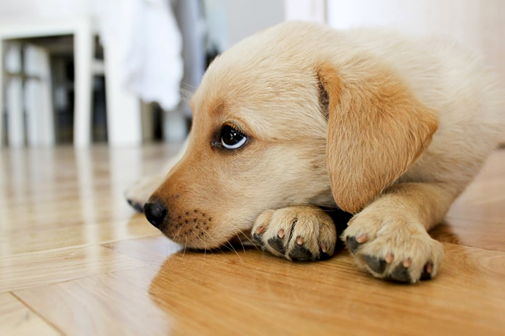 Vomiting in Dogs