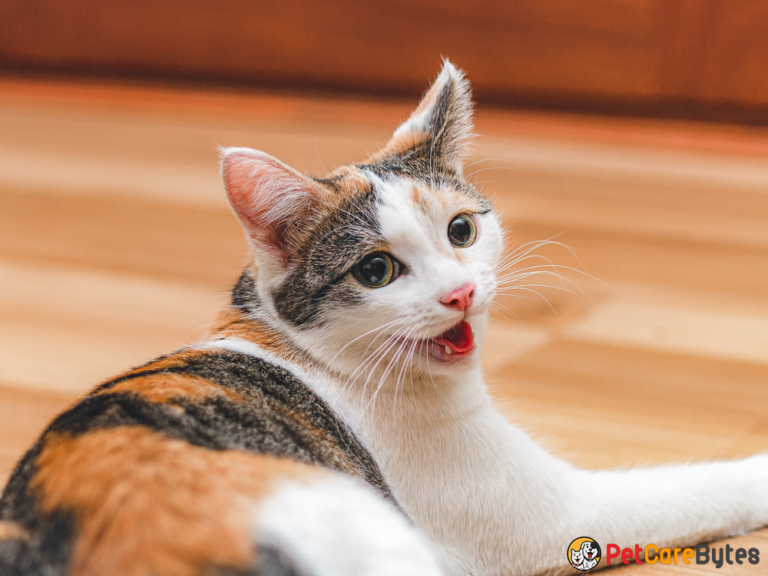 Why Is My Cat Breathing Heavily Pet Care Bytes cat-sneezing-sounds-like-squeaky-toy-wow-blog