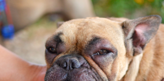 Facial swelling in dogs causes and treatments