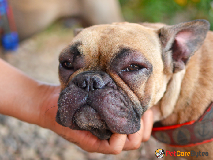 Facial swelling in dogs causes and treatments