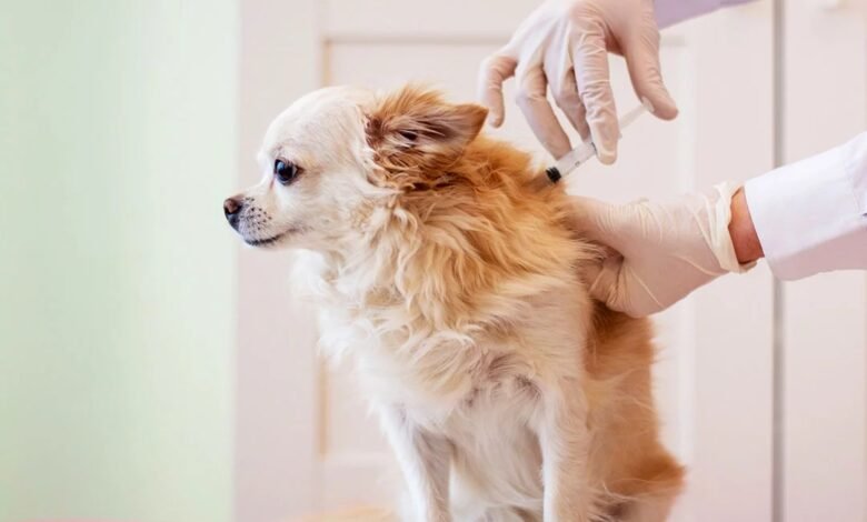 First-Year Puppy Vaccinations