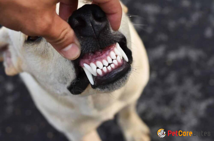 How many teeth should a dog have