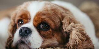 What to Know About Dog Anxiety