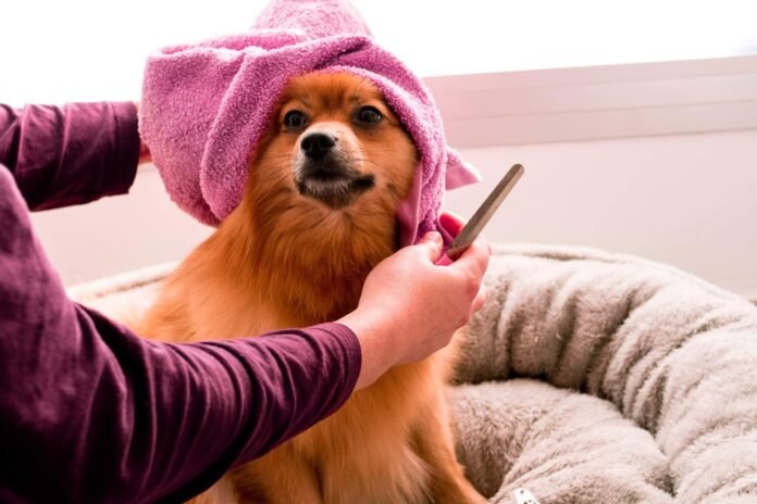 The Role of Grooming in Pet Care
