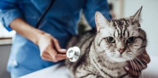 Pneumonia in Cats - Causes, Symptoms & Treatment