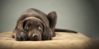 Causes of separation anxiety in Dogs