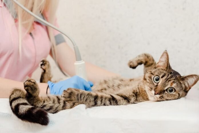 Hernia in cats