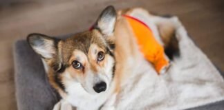 ACL (CCL) Injuries & Surgeries in Dogs