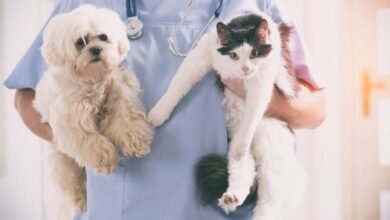 Veterinary Care Services