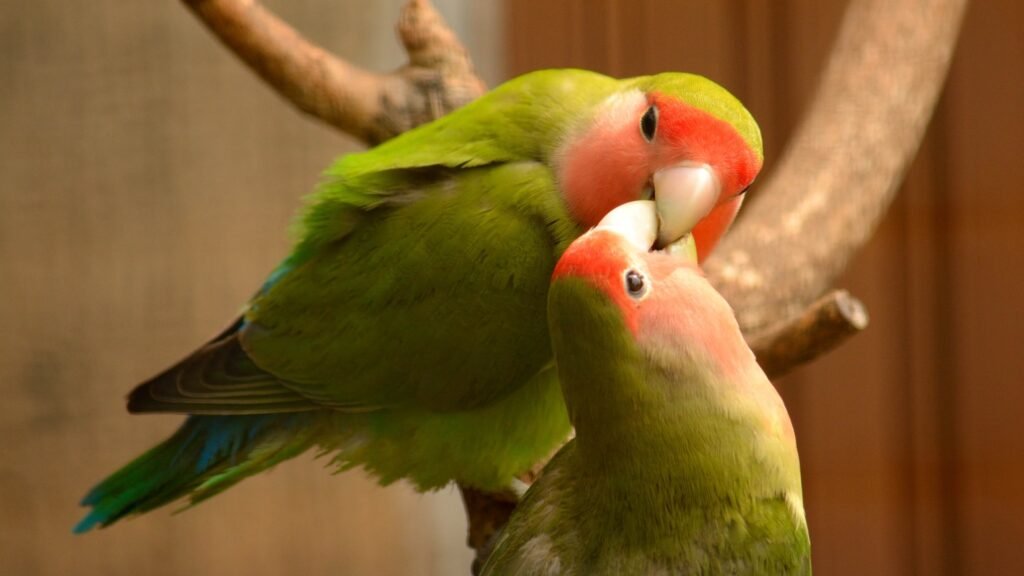 What Are Lovebirds