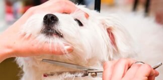 3 Benefits of Regular Pet Grooming