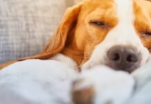 Can Melatonin Help Dogs Calm Down