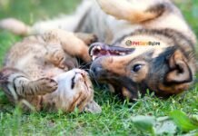 Summer Pet Safety Checklist