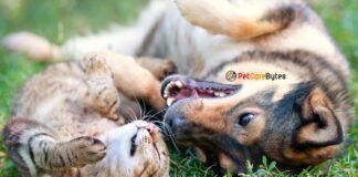 Importance of Summer Pet Care
