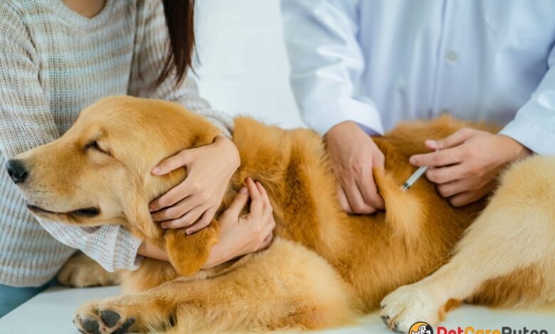 The Benefits of Annual Heartworm Testing
