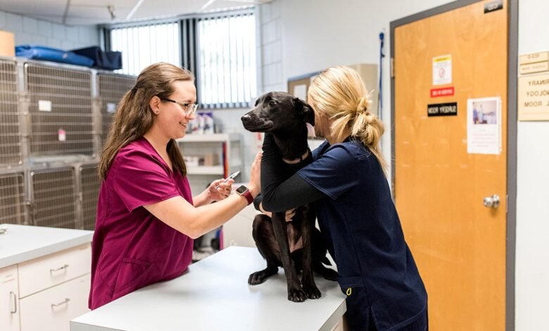 Veterinary Care Services