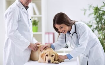 Best Pet Clinics in California in 2023