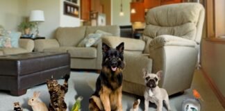 Best Tips For Pet Care in 2023