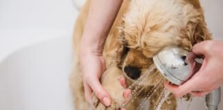 The Role of Grooming in Pet Care