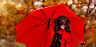 Monsoon Pet Care Tips 2023