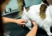 Preventative Care for Your Cat The Benefits of Vaccination
