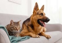 Summer Pet Care Tips 2023