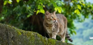 8 Reasons to Walk Your Cat