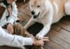 The Benefits of Indoor and Outdoor Play for Pets