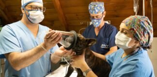 The Importance of Regular Veterinary Checkups