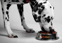 Understanding Pet Nutrition Choosing the Right Diet for Your Pet