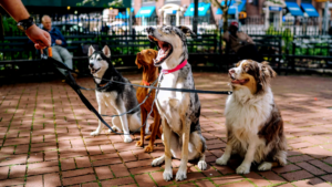 View of The Role of Pet-Friendly Communities: Creating Safe and Inclusive ...