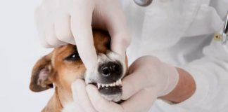 7 Signs of a Pet Dental Emergency