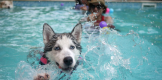 5 Tips for Safe Swimming Practices With Your Pet