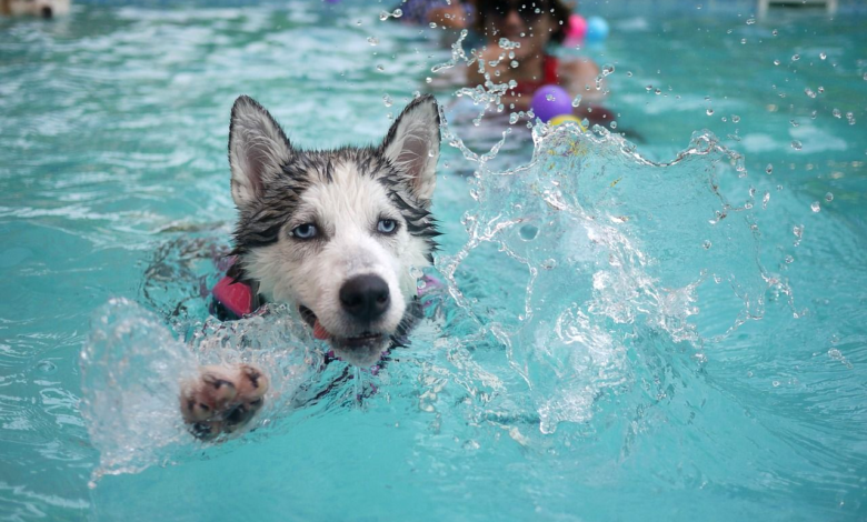 5 Tips for Safe Swimming Practices With Your Pet